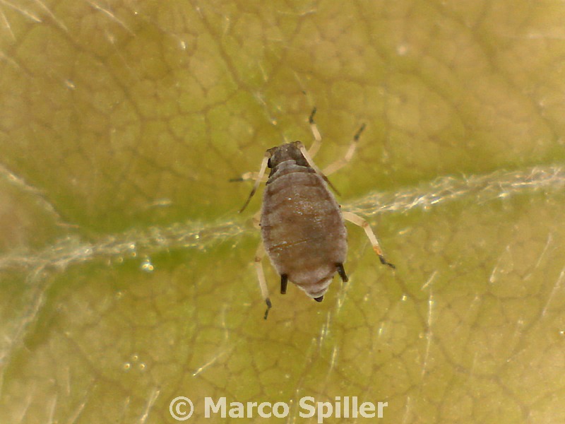 Afide nero: Aphis sp.